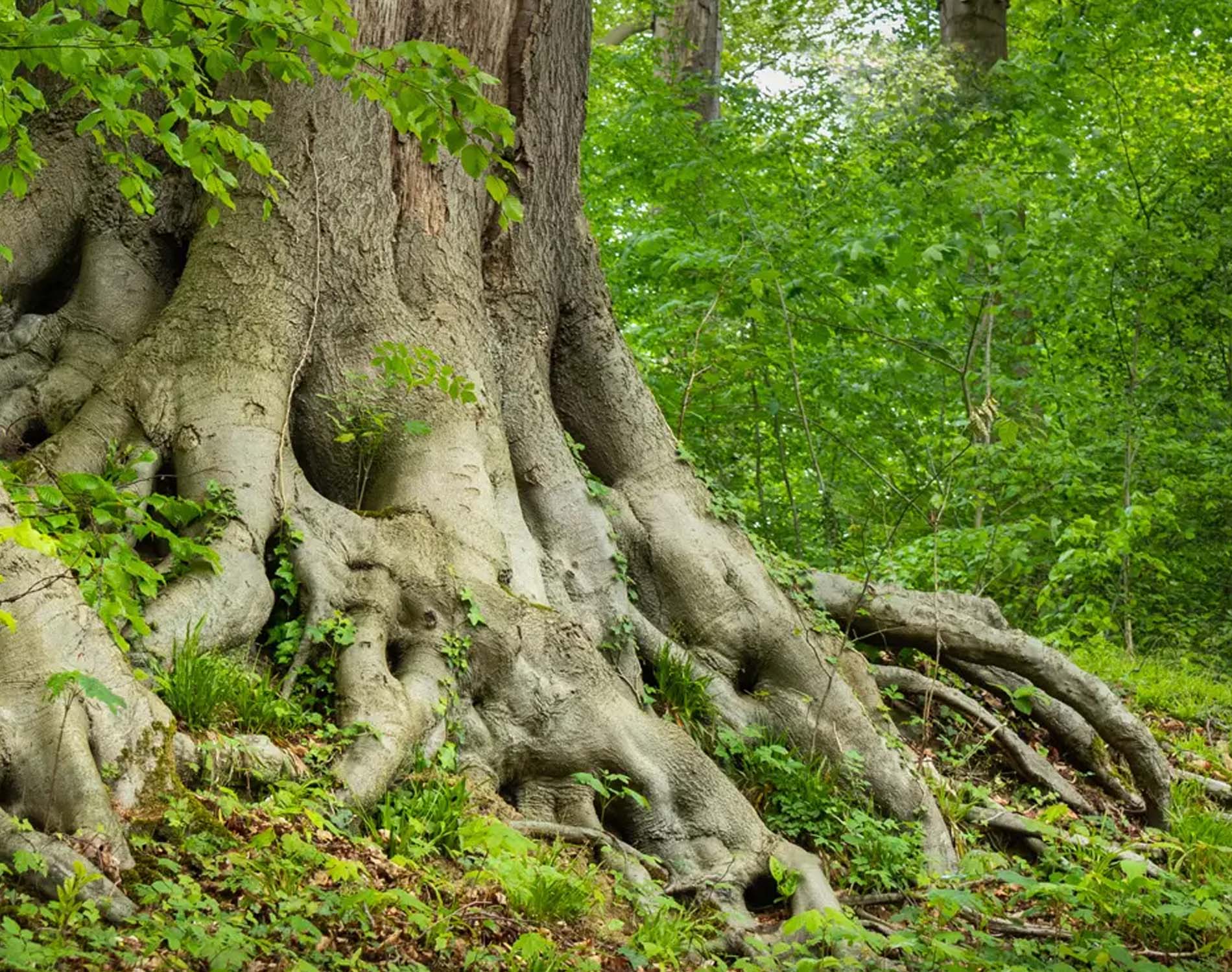 Base of a large tree with very solid roots